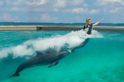 Royal Dolphin Swim Program in Punta Cana