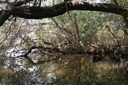 Veracruz et Boca del Rio Tour d'alimentation avec des mangroves