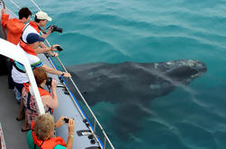 Marine Big 5 Safari de Gansbaai