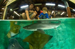 Billet d'entrée de l'aquarium Shark et Ray d'Irukandji avec l'expérience facultative de requin