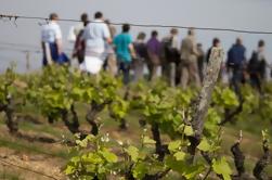 Tour de un Viñedo, Bodega y Bodega en Vouvray