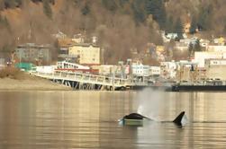 Whale Watching und Wildlife Adventure von Juneau