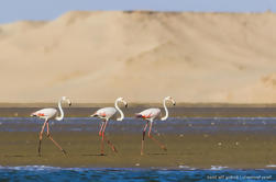 Souss Massa National Park Dagstur fra Agadir