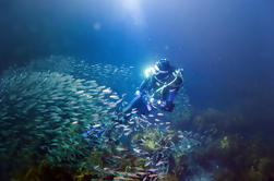 Private Full-Day Scuba Dive Charter para Little Barrier Island