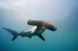 Private Full-Day Scuba Dive Charter: Hammerhead Experiência de Warkworth