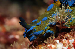 Private Full-Day Scuba Diving Handvest op Goat Island Marine Reserve van Warkworth