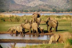 Pilanesberg Safari Day Tour de Joanesburgo