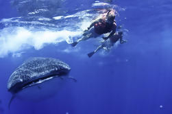 Nadar con tiburones ballena desde Cancún