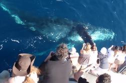 Crucero de observación de ballenas y delfines en la playa de Newport