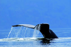 Jet Boat Whale Watching Safari from Dunsborough