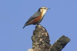 Tour de medio día de observación de aves en Yangon