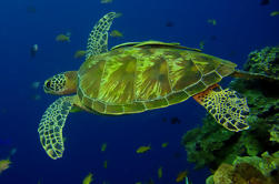 Introducción de medio día Buceo en Koh Waeo Phuket