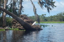 St Johns River Kayak Experiencia