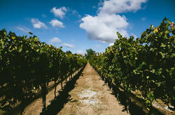 Visite de la région viticole de Santa Barbara