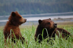 Esclusivo Creek Bear pacchetto guardando da Juneau