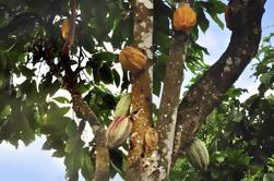 Aventura en la selva tropical de San José, incluyendo degustación de chocolate