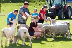 Agrodome Sheep Show y Tour de la Granja