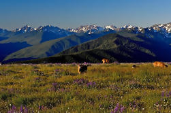 Small-Group Olympic National Park Tour from Seattle