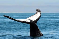 Juneau in un giorno: Mendenhall Glacier, Whale Watch