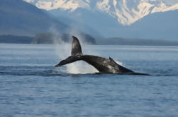 Juneau Whale-Watching Abenteuer