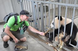 Centre de sauvetage Panda Volontaire pour un jour