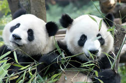 Visite d'une demi-journée à Chengdu Panda Breeding Centre