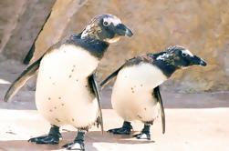 Zoo de Lisbonne, y compris excursion Hop-On Hop-Off