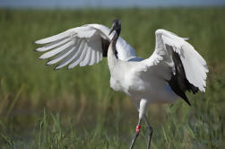 Private Tour: birdwatching in Dongtan Wetland Park