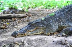 Eco-Tour Privado: Observación de Cocodrilos con Sendero de Patrimonio