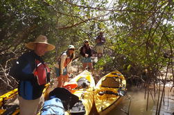 Marco Island Kayak Tour avec option Plage Temps