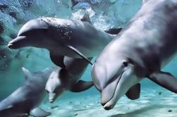 Dolphin Experience at the Miami Seaquarium