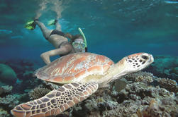 Great Barrier Reef Sailing and Snorkeling Cruise from Port Douglas