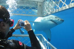 4-Day Port Lincoln a Ceduna Experimente la excursión de la orilla incluyendo la jaula del tiburón Bucea y nade con los sealions y los delfines