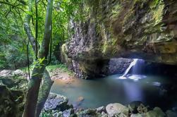 Springbrook e Tamborine Rainforest Tour incluindo Ponte Natural e Glow Worm Cave