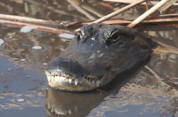 Excursión en grupo pequeño: Excursión de un día de aventura a los Everglades desde Ft. Lauderdale