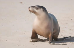 2-Day Kangaroo Island 4WD Tour en grupo pequeño desde Adelaida