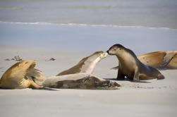 Kangaroo Island Wildlife Dagstur fra Adelaide Inkludert Seal Bay