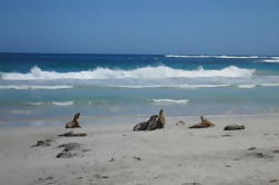 Kangaroo Island i en Dagstur fra Adelaide