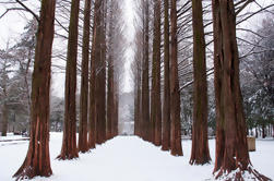 Invierno Sonata TV Tour en Nami Island de Seúl