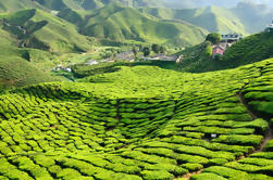 3 noches de Cameron Highlands y Tour de Penang desde KL