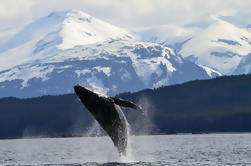 Juneau Whale-Watching Shore Ausflug