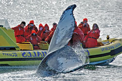 Zodiac Whale-Watching Adventure in Victoria