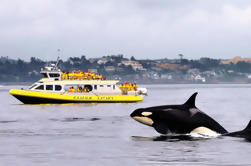 Ocean Magic Whale-Watching Adventure in Victoria