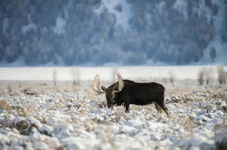 Excursión de un día de invierno en el Grand Teton y el Refugio Nacional Elk