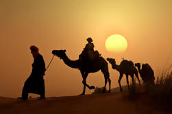 Sunset Camel Ride in the Palm Grove of Marrakech