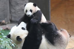 5-Hour Private Tour: Chengdu Panda Centre de recherche avec un transfert de l'aéroport à sens unique