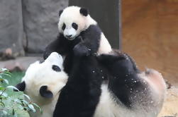 Pandas e Historia de la excursión de un día a Chengdu desde Guangzhou por aire