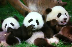 Beijing Family Tour: Pandas au zoo de Pékin, Rickshaw, leçon de calligraphie en Hutongs et cerf-volant au parc olympique