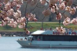 Cherry Blossom Cruise em Washington DC