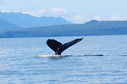 Sitka Observação de Baleias e Vida Marinha